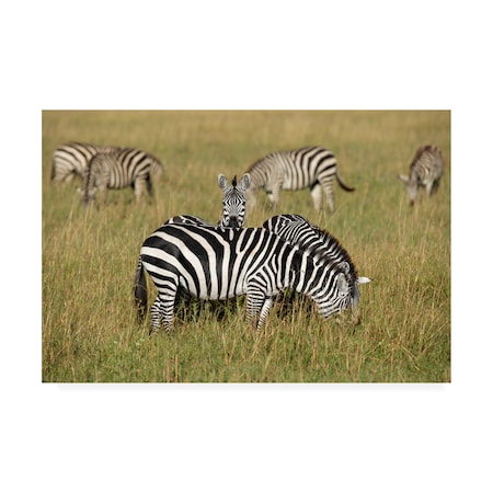 E.Amer 'Zebra Family' Canvas Art,16x24